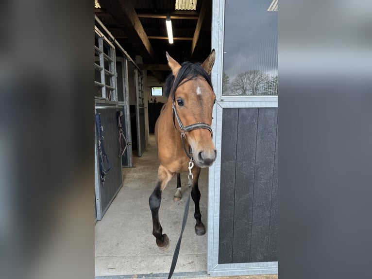 Cheval de selle allemand Croisé Hongre 4 Ans 150 cm in Neumünster