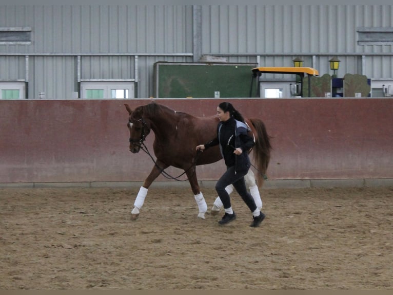 Cheval de selle allemand Croisé Hongre 4 Ans 151 cm Tobiano-toutes couleurs in Kerpen