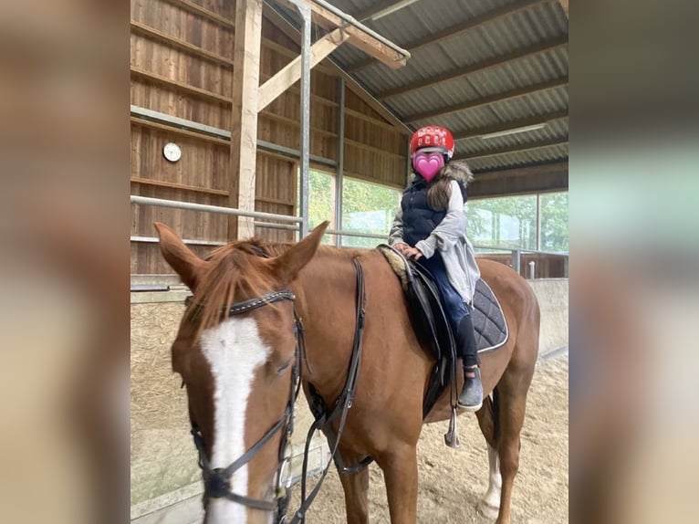Cheval de selle allemand Hongre 4 Ans 160 cm Alezan in Quernheim