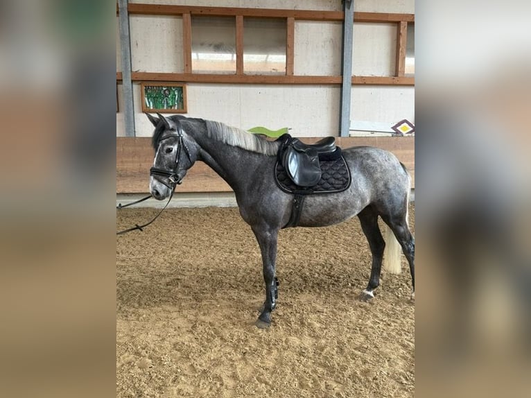 Cheval de selle allemand Hongre 4 Ans 162 cm Gris noir in Kißlegg