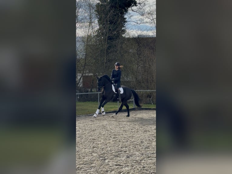 Cheval de selle allemand Hongre 4 Ans 163 cm Noir in Singen
