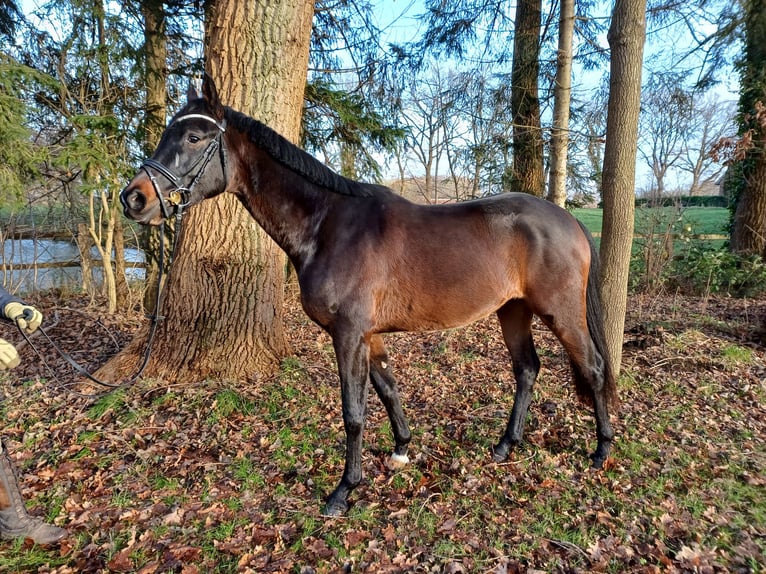 Cheval de selle allemand Hongre 4 Ans 164 cm Bai brun in Fredenbeck