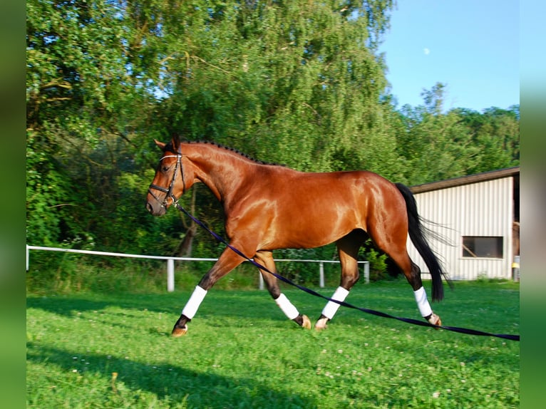 Cheval de selle allemand Hongre 4 Ans 164 cm Bai in Schieder-Schwalenberg