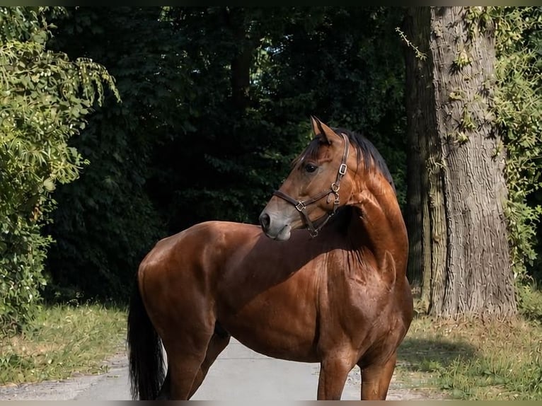 Cheval de selle allemand Hongre 4 Ans 164 cm Bai in Olfen
