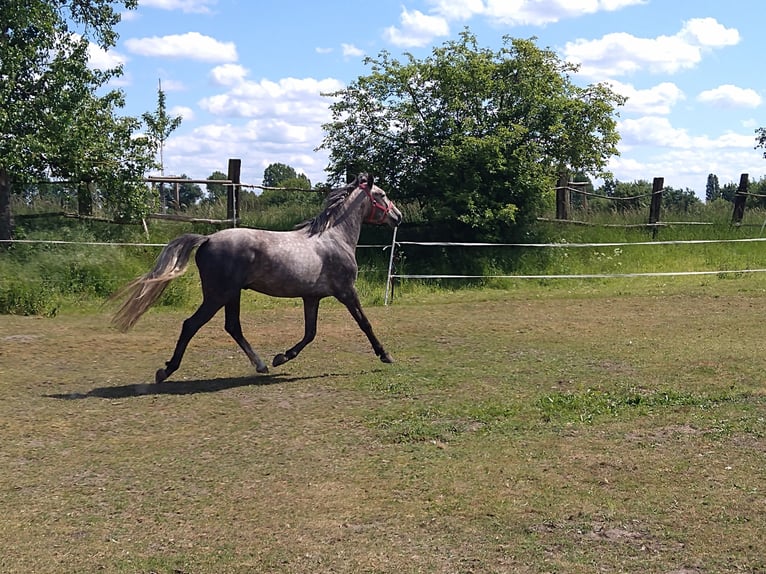 Cheval de selle allemand Hongre 4 Ans 164 cm Gris pommelé in Berlin