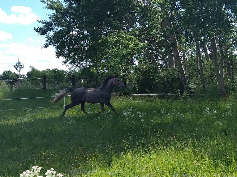 Cheval de selle allemand Croisé Hongre 4 Ans 164 cm Gris pommelé in Berlin