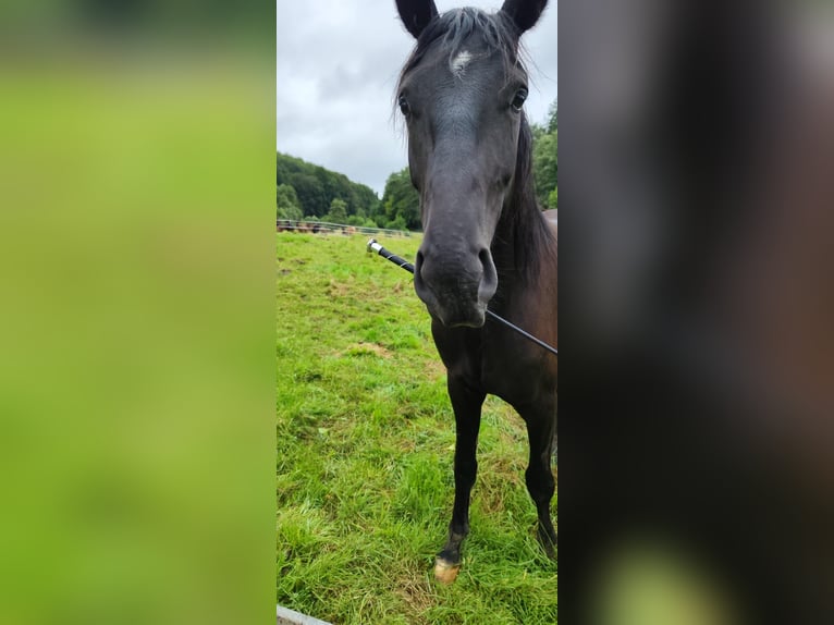 Cheval de selle allemand Hongre 4 Ans 165 cm Noir in Pulheim