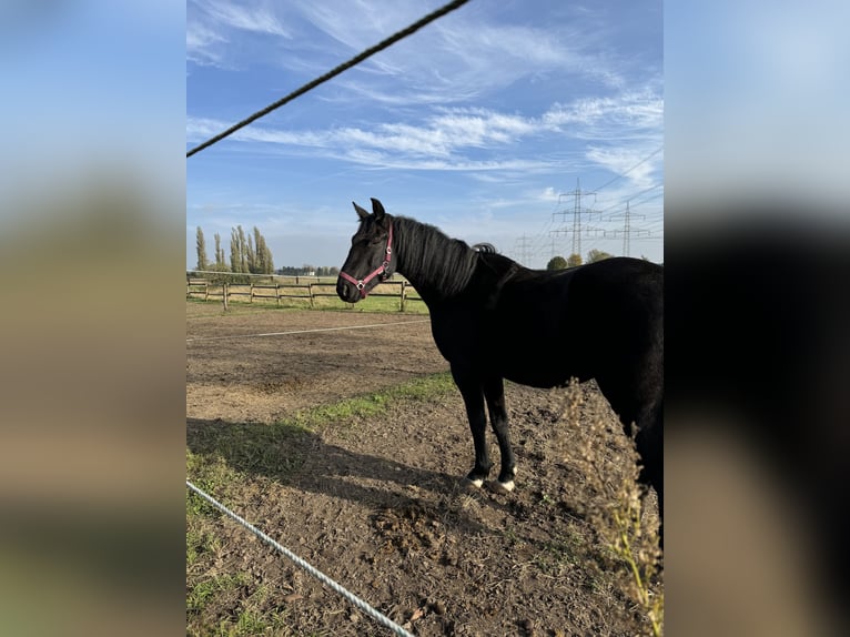 Cheval de selle allemand Hongre 4 Ans 165 cm Noir in Pulheim