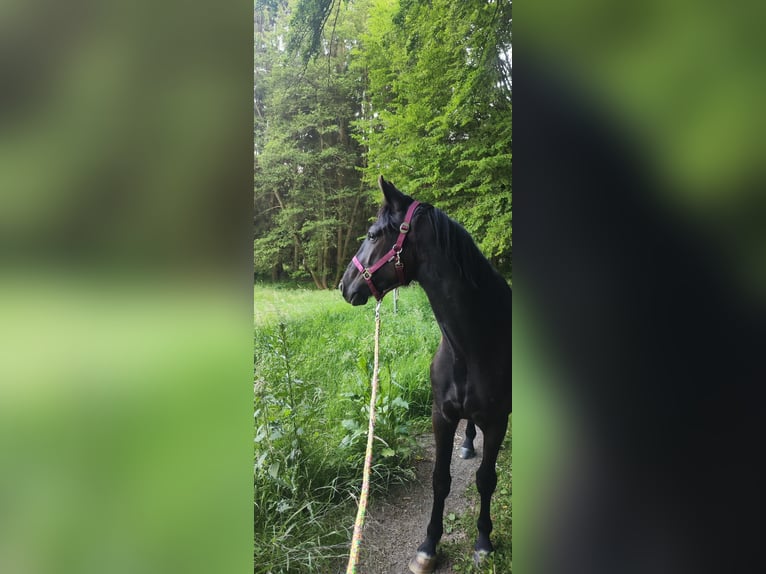 Cheval de selle allemand Hongre 4 Ans 165 cm Noir in Pulheim