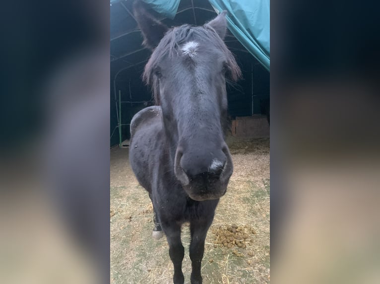 Cheval de selle allemand Hongre 4 Ans 165 cm Noir in Pulheim