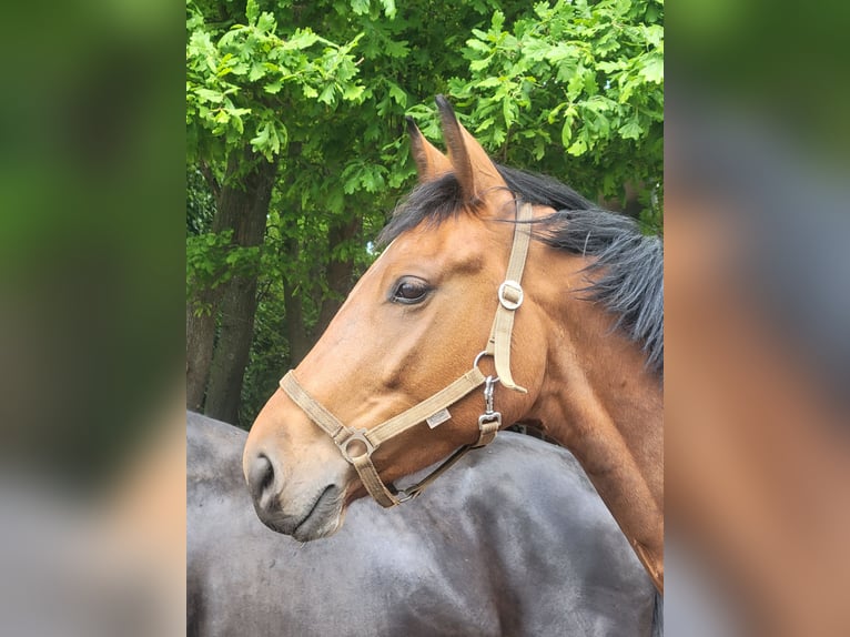 Cheval de selle allemand Hongre 4 Ans 167 cm Bai in Emsdetten Cheval de selle allemand Hongre 4 Ans 167 cm Bai in Emsdetten