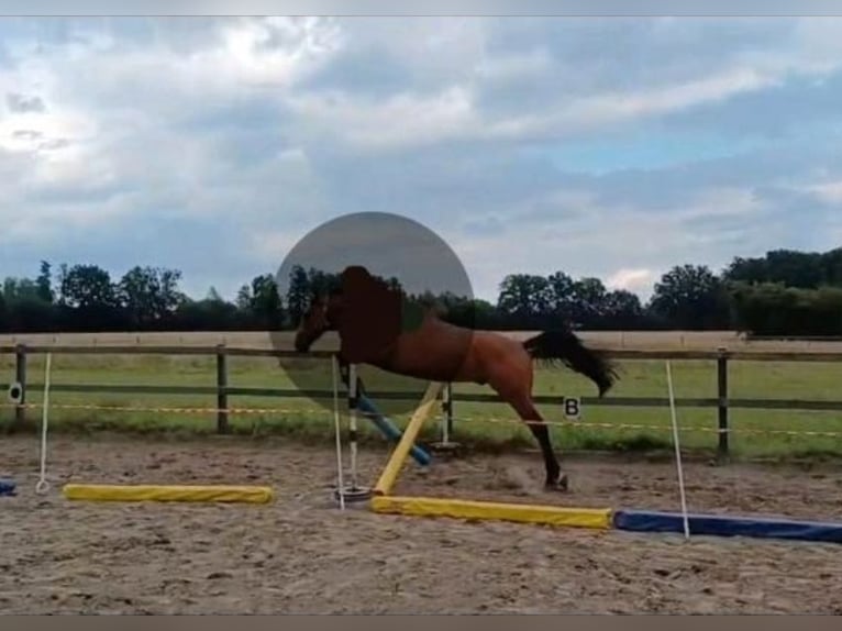Cheval de selle allemand Hongre 4 Ans 167 cm Bai in Emsdetten Cheval de selle allemand Hongre 4 Ans 167 cm Bai in Emsdetten
