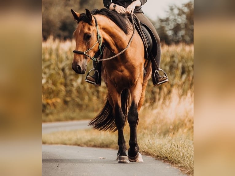 Cheval de selle allemand Hongre 4 Ans 167 cm Bai in Emsdetten Cheval de selle allemand Hongre 4 Ans 167 cm Bai in Emsdetten