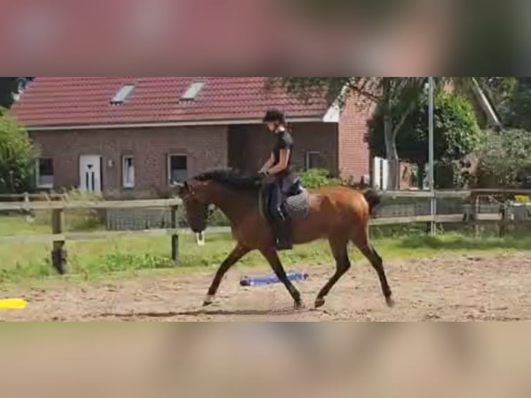 Cheval de selle allemand Hongre 4 Ans 167 cm Bai in Emsdetten Cheval de selle allemand Hongre 4 Ans 167 cm Bai in Emsdetten