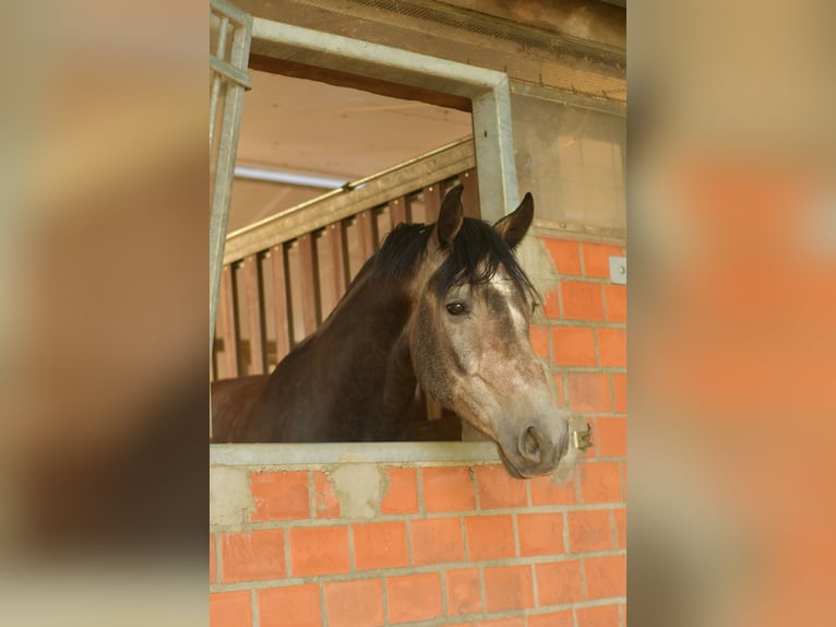 Cheval de selle allemand Hongre 4 Ans 167 cm Gris noir in Erkelenz