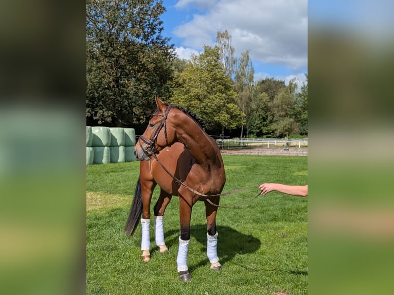Cheval de selle allemand Hongre 4 Ans 168 cm Bai in Steinheim