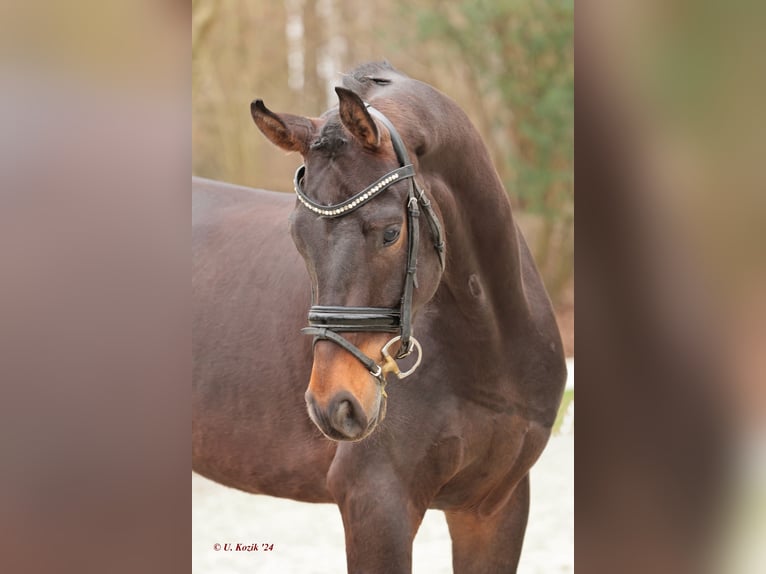 Cheval de selle allemand Hongre 4 Ans 170 cm Bai brun in Werne