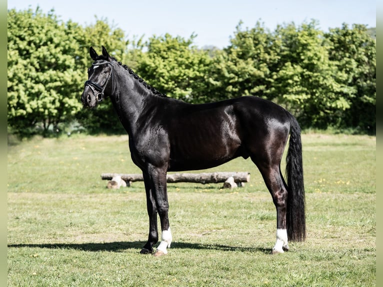 Cheval de selle allemand Hongre 4 Ans 171 cm Noir in Lienen