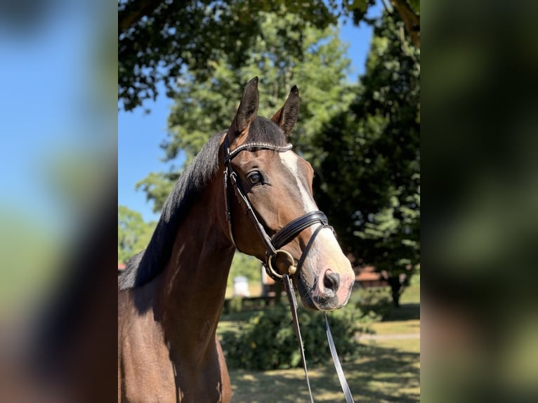 Cheval de selle allemand Hongre 4 Ans 178 cm in Warendorf