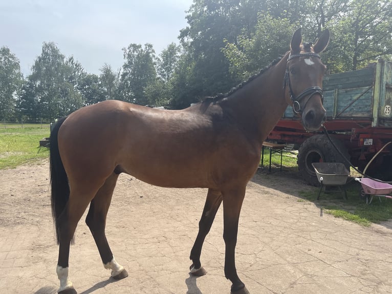 Cheval de selle allemand Hongre 4 Ans Bai in Greven