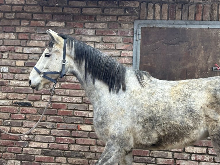 Cheval de selle allemand Hongre 5 Ans 156 cm Gris pommelé in Grevenbroich