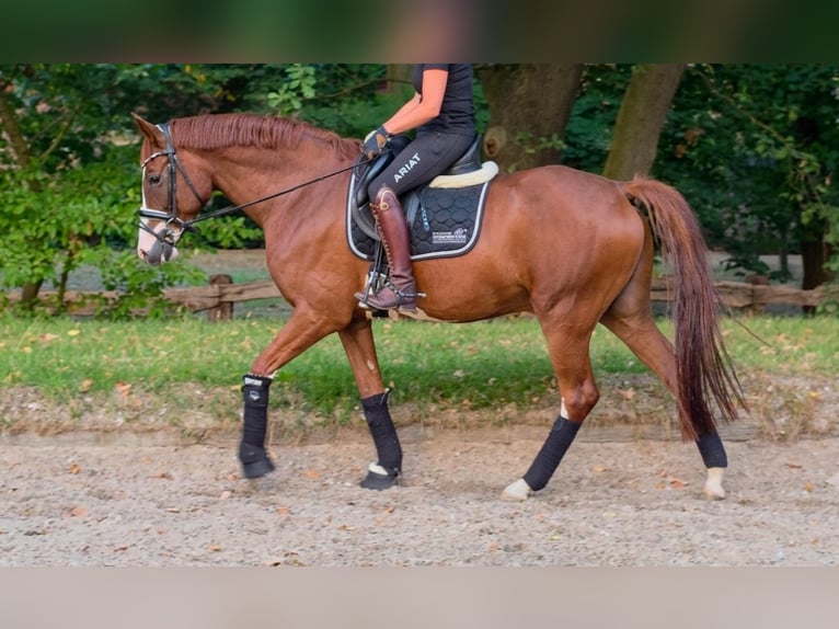 Cheval de selle allemand Hongre 5 Ans 157 cm Alezan in Wesel