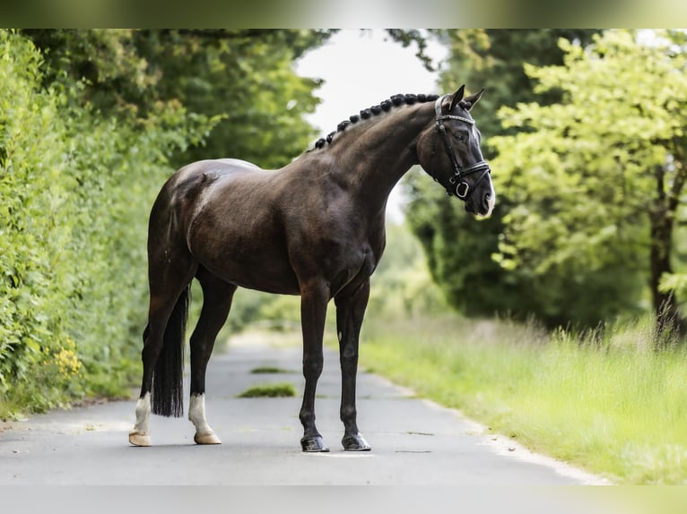 Cheval de selle allemand Hongre 5 Ans 158 cm Bai brun foncé in Windhagen