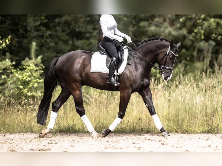 Cheval de selle allemand Hongre 5 Ans 158 cm Bai brun foncé in Windhagen