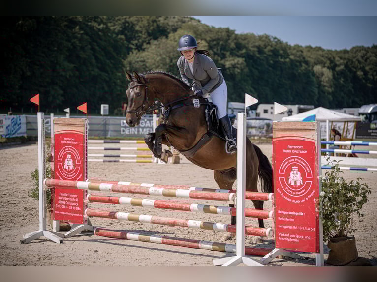 Cheval de selle allemand Hongre 5 Ans 160 cm Bai brun in Bissendorf