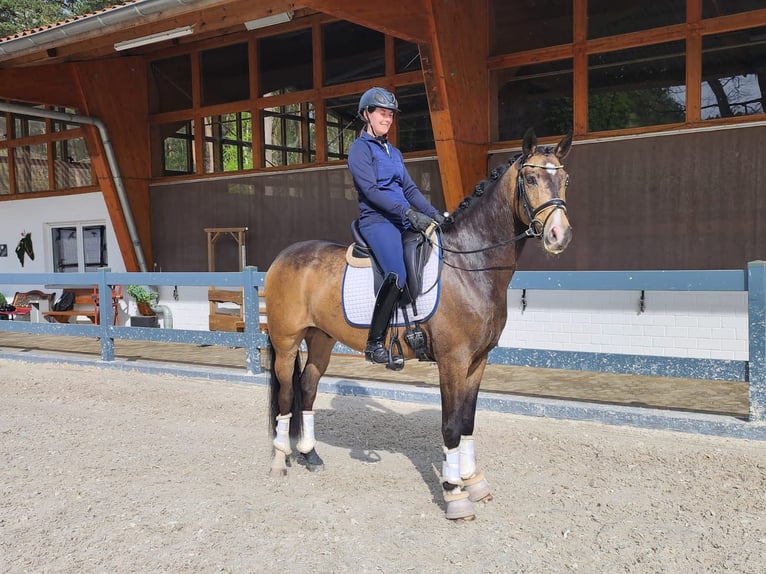 Cheval de selle allemand Hongre 5 Ans 160 cm Isabelle in Gifhorn