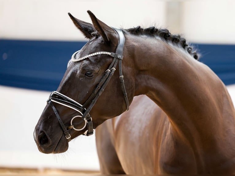 Cheval de selle allemand Hongre 5 Ans 160 cm Noir in Marsberg