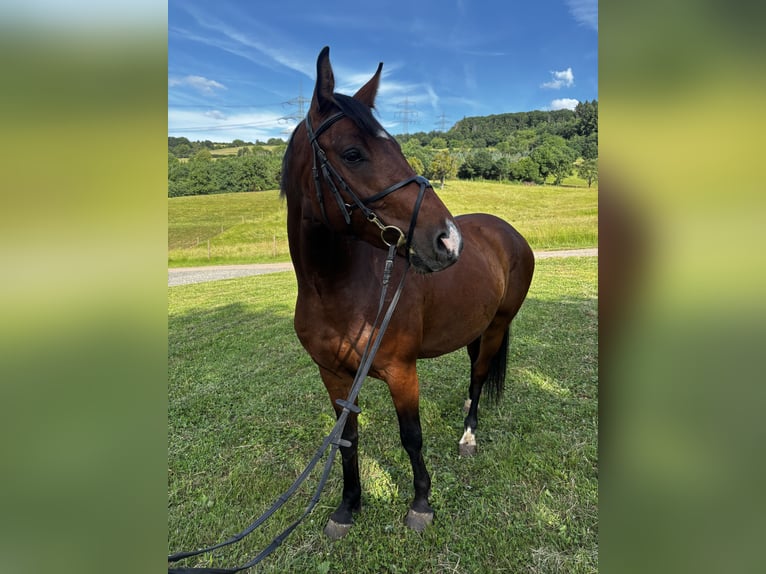 Cheval de selle allemand Hongre 5 Ans 162 cm Bai in Schweich