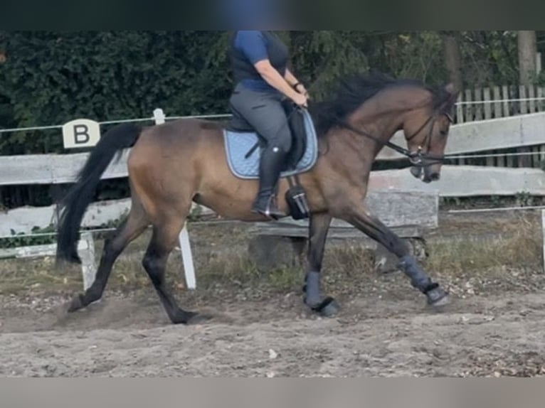 Cheval de selle allemand Hongre 5 Ans 163 cm Bai in Sprakensehl