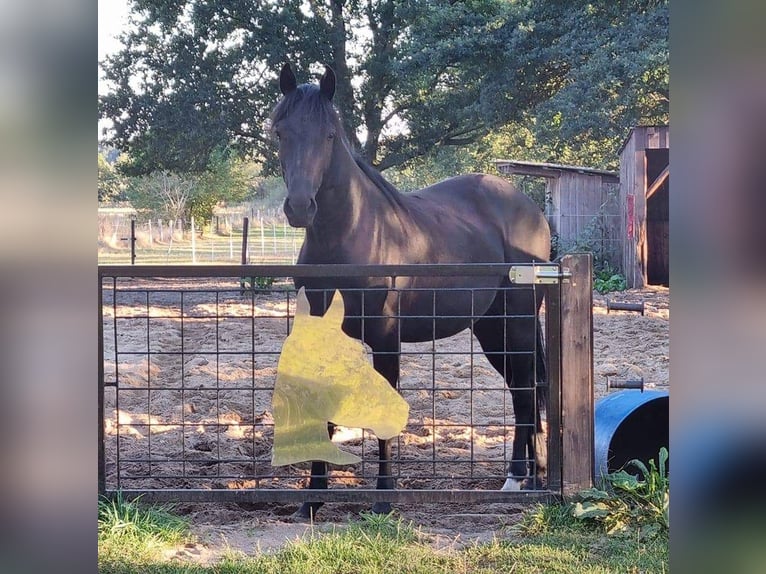 Cheval de selle allemand Hongre 5 Ans 165 cm Noir in Gnarrenburg