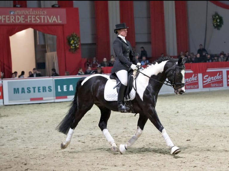 Cheval de selle allemand Hongre 5 Ans 165 cm Noir in Gnarrenburg