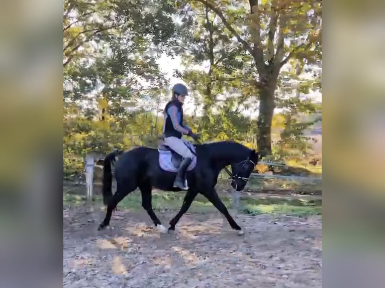 Cheval de selle allemand Hongre 5 Ans 165 cm Noir in Gnarrenburg