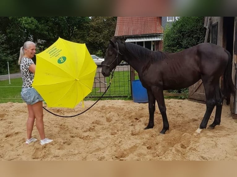 Cheval de selle allemand Hongre 5 Ans 165 cm Noir in Gnarrenburg