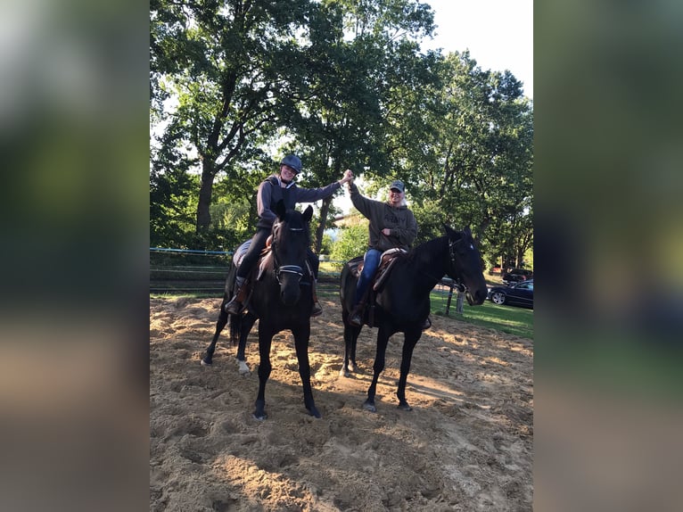 Cheval de selle allemand Hongre 5 Ans 165 cm Noir in Gnarrenburg