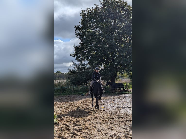 Cheval de selle allemand Hongre 5 Ans 165 cm Noir in Gnarrenburg