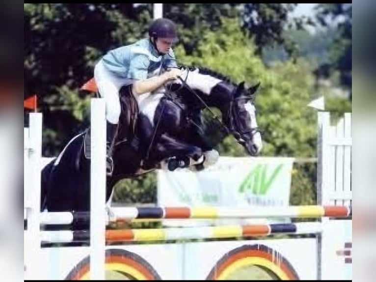 Cheval de selle allemand Hongre 5 Ans 165 cm Noir in Gnarrenburg