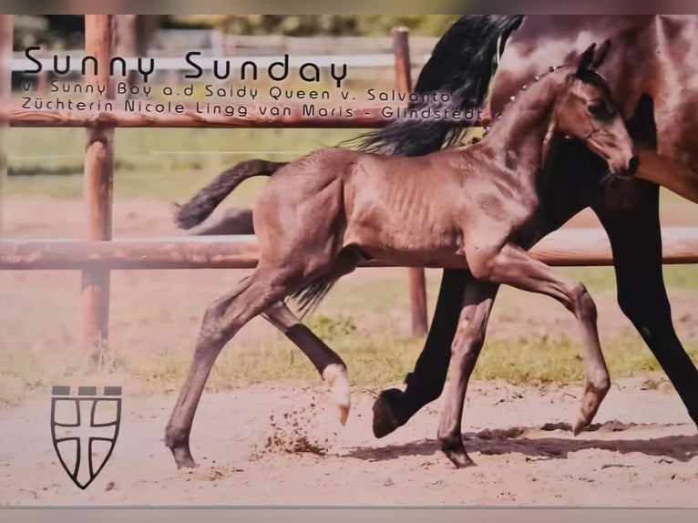 Cheval de selle allemand Hongre 5 Ans 165 cm Noir in Gnarrenburg