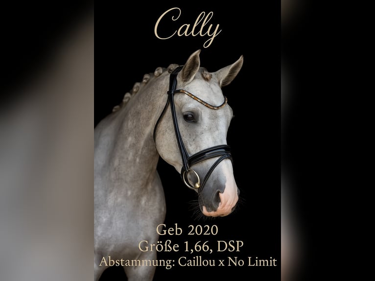 Cheval de selle allemand Hongre 5 Ans 166 cm Gris in Rosenheim