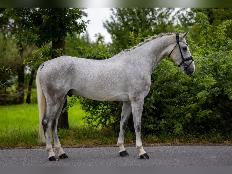 Cheval de selle allemand Hongre 5 Ans 166 cm Gris in Rosenheim