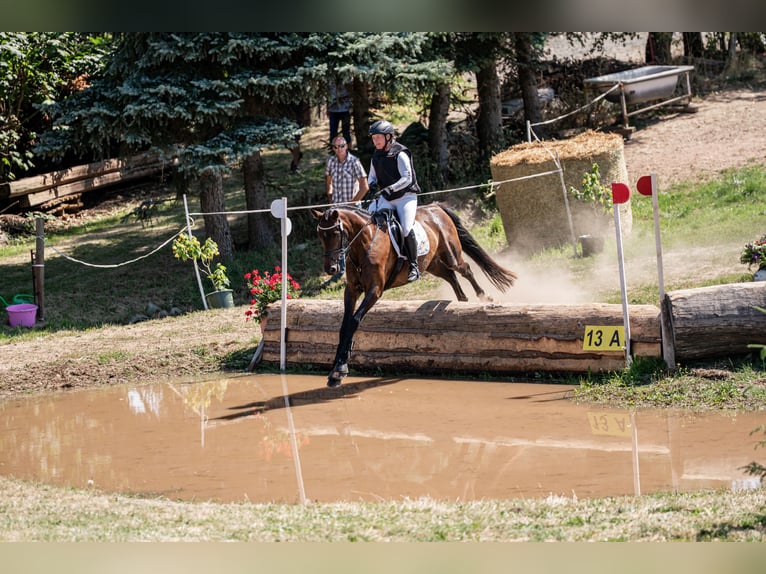 Cheval de selle allemand Hongre 5 Ans 168 cm Bai brun in Lengenfeld
