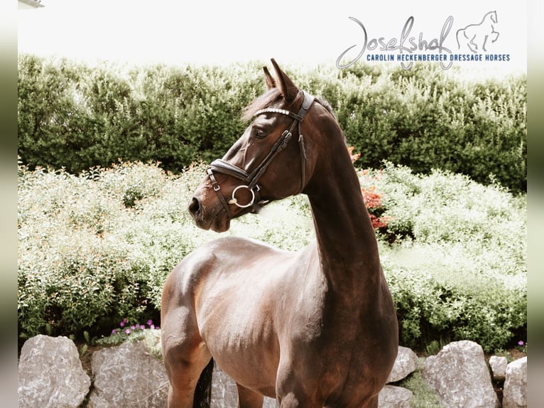 Cheval de selle allemand Hongre 5 Ans 168 cm Bai brun foncé in Oberstadion