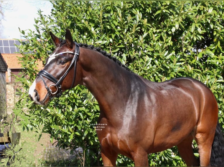 Cheval de selle allemand Hongre 5 Ans 168 cm Bai in Recke, bei Osnabrück