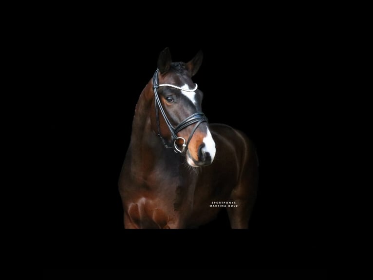 Cheval de selle allemand Hongre 5 Ans 168 cm Bai in Recke, bei Osnabrück