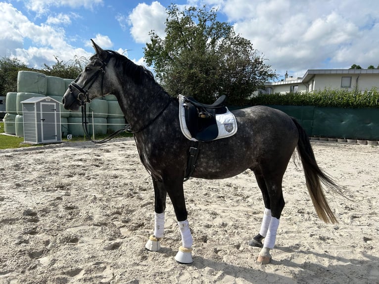 Cheval de selle allemand Hongre 5 Ans 170 cm Peut devenir gris in Würselen