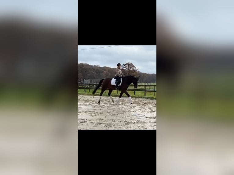 Cheval de selle allemand Hongre 5 Ans 171 cm Bai brun in Münster