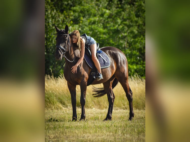 Cheval de selle allemand Croisé Hongre 5 Ans 172 cm Bai brun foncé in Hohenm&#xF6;lsenHohenm&#xF6;lsen